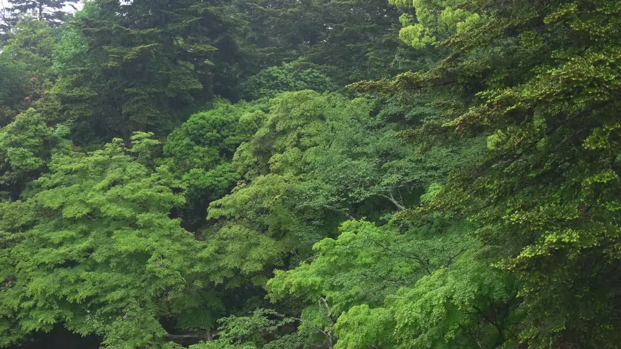 Rainy day in a Japanese green forest  4k