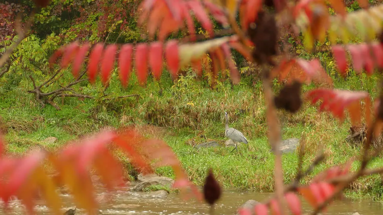 Great Blue Heron bird near streaming river and autumn colors in foreground