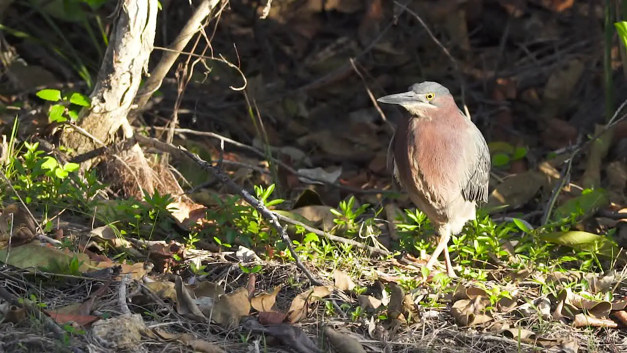 green heron walking along forest edge