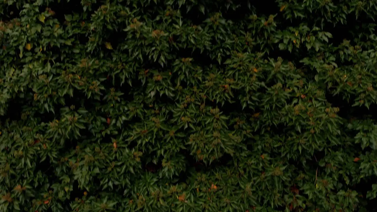 a drone rises up a green wall of plants and reveals a wonderful view of a historic city