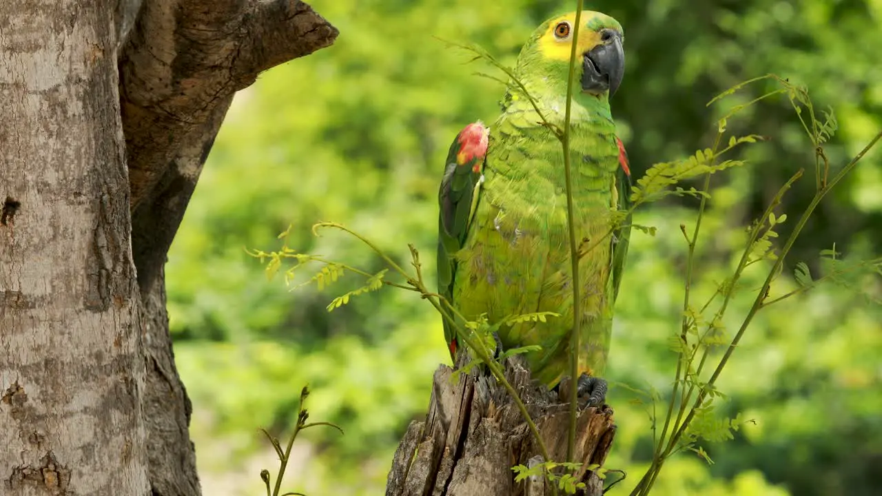 4k footage of a green yellow and blue Macaw parrot