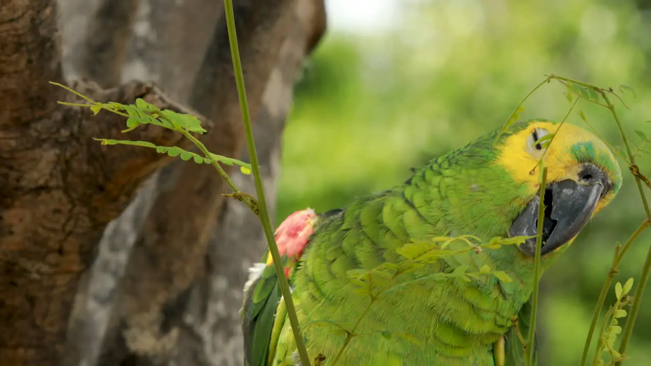 4k close up shot of a green yellow and blue Macaw parrot moving it's beak