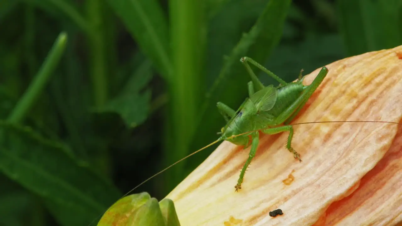 Common Grasshopper Sitting On Yellow Petal In The Garden