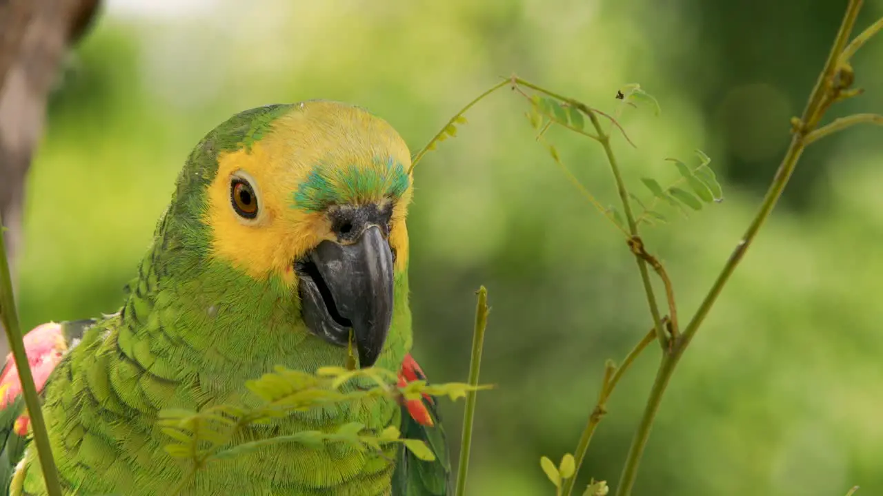 4k close up footage of a green yellow and blue Macaw parrot