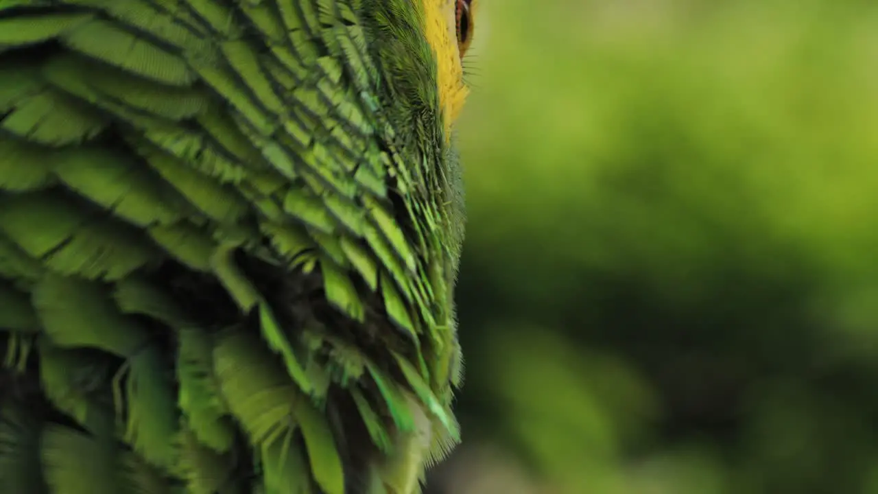 4k close up footage of a Macaw parrot's beak and eyes