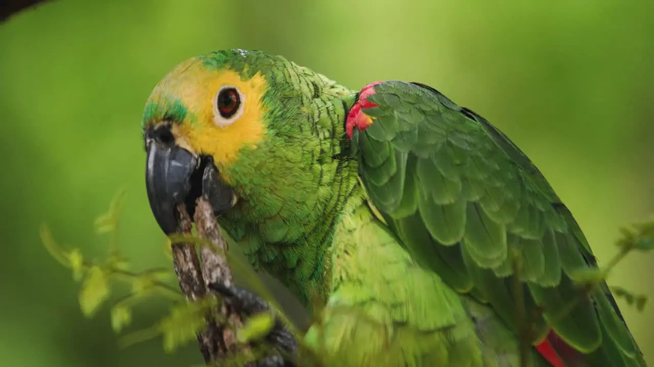 4k close up shot of a green yellow and blue Macaw parrot chewing on some bark