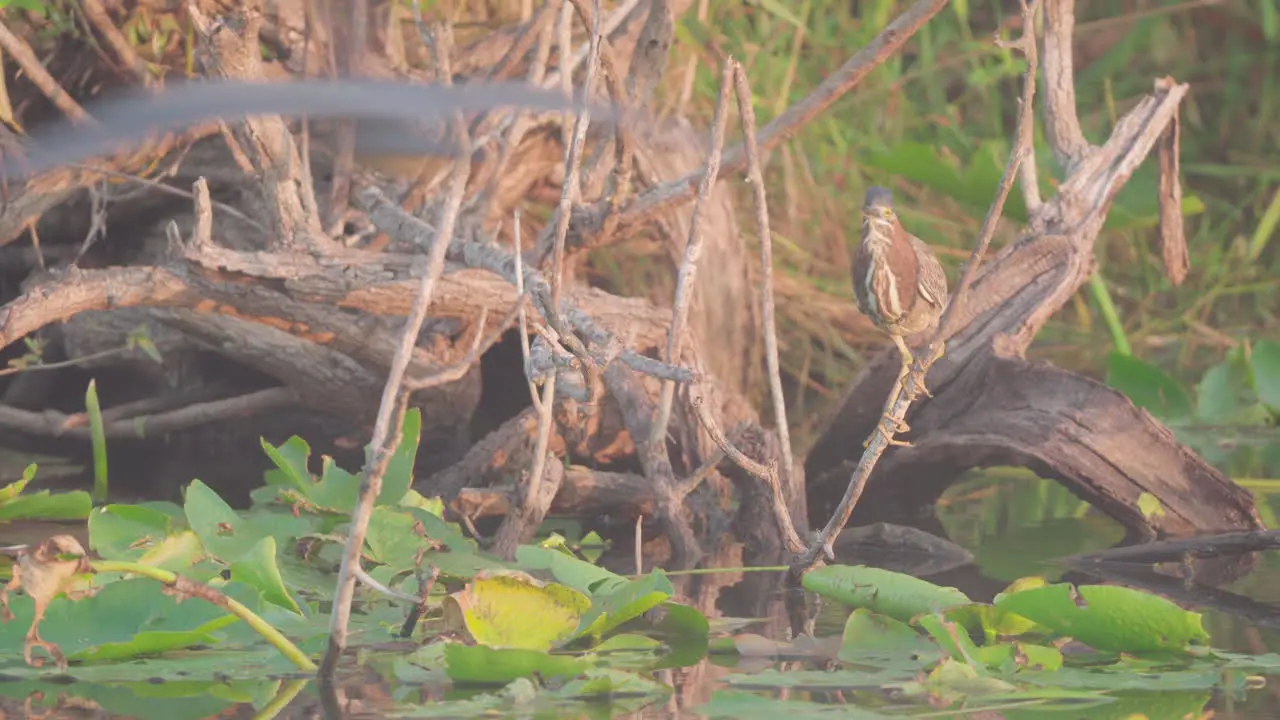 green heron perched on branch on top of lily pads as bird flies by in everglades swamp marsh slough wetland habitat