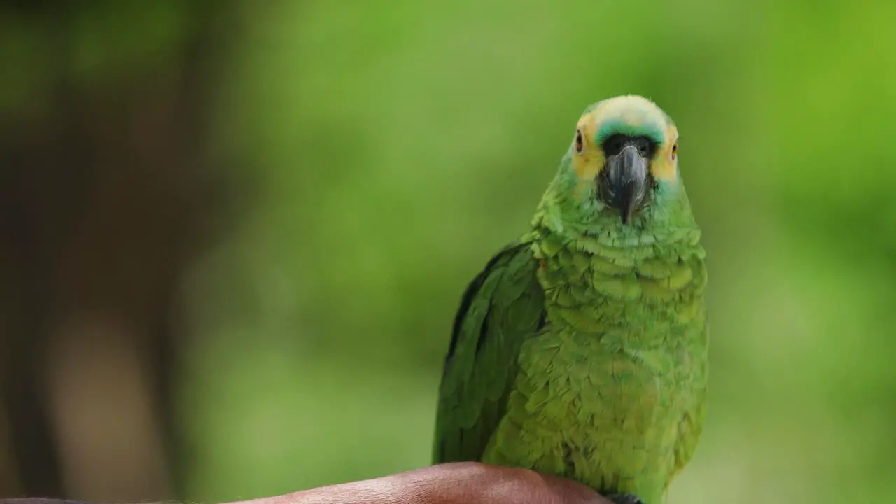 4k footage of a tiny green yellow parrot perched on a branch