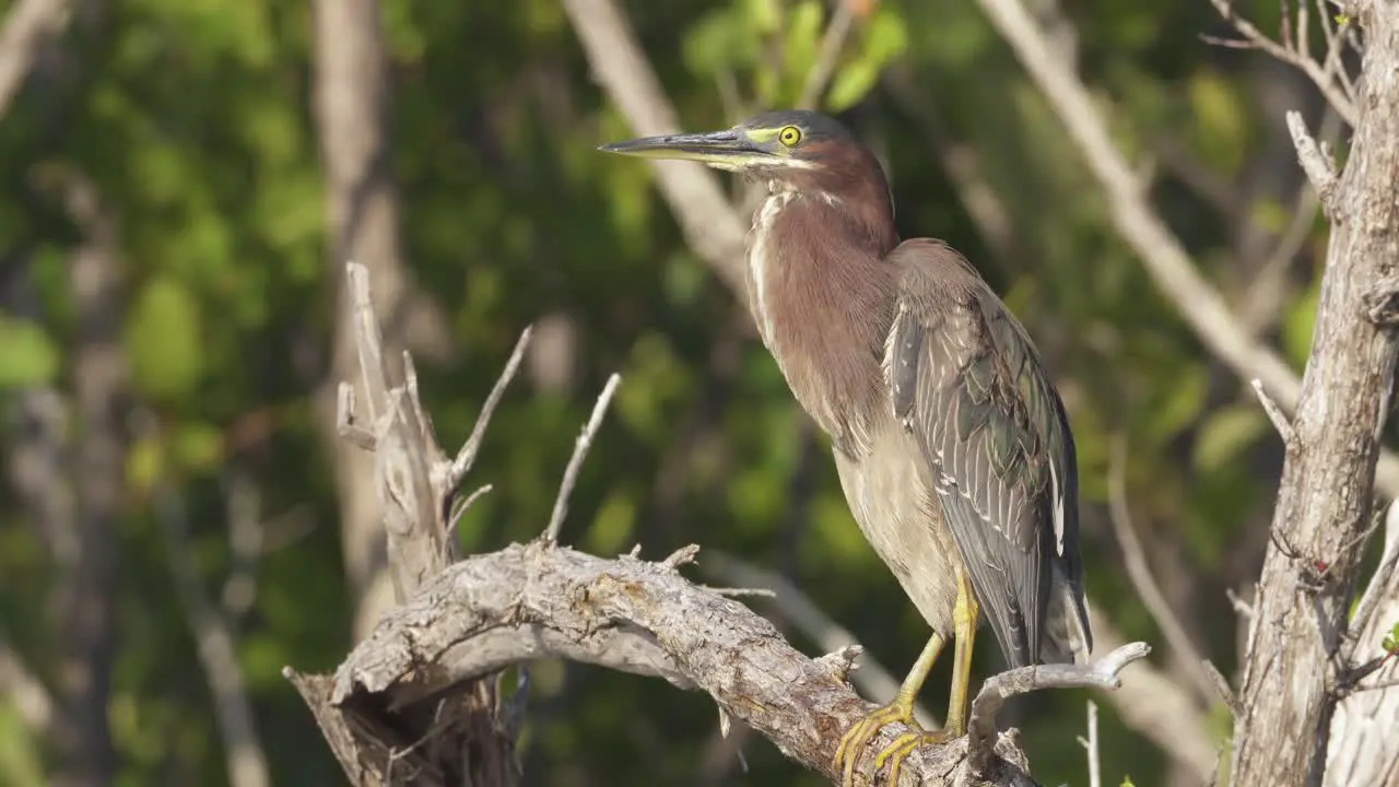 green heron preens while on a tree branch with foliage in background