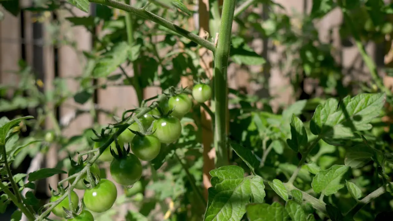 A bunch of green ripening tomatoes on a bush on a sunny day after rain