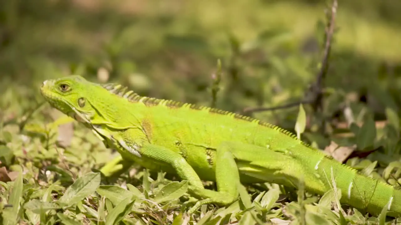 Green Iguana Camouflaged In Green Grass close up