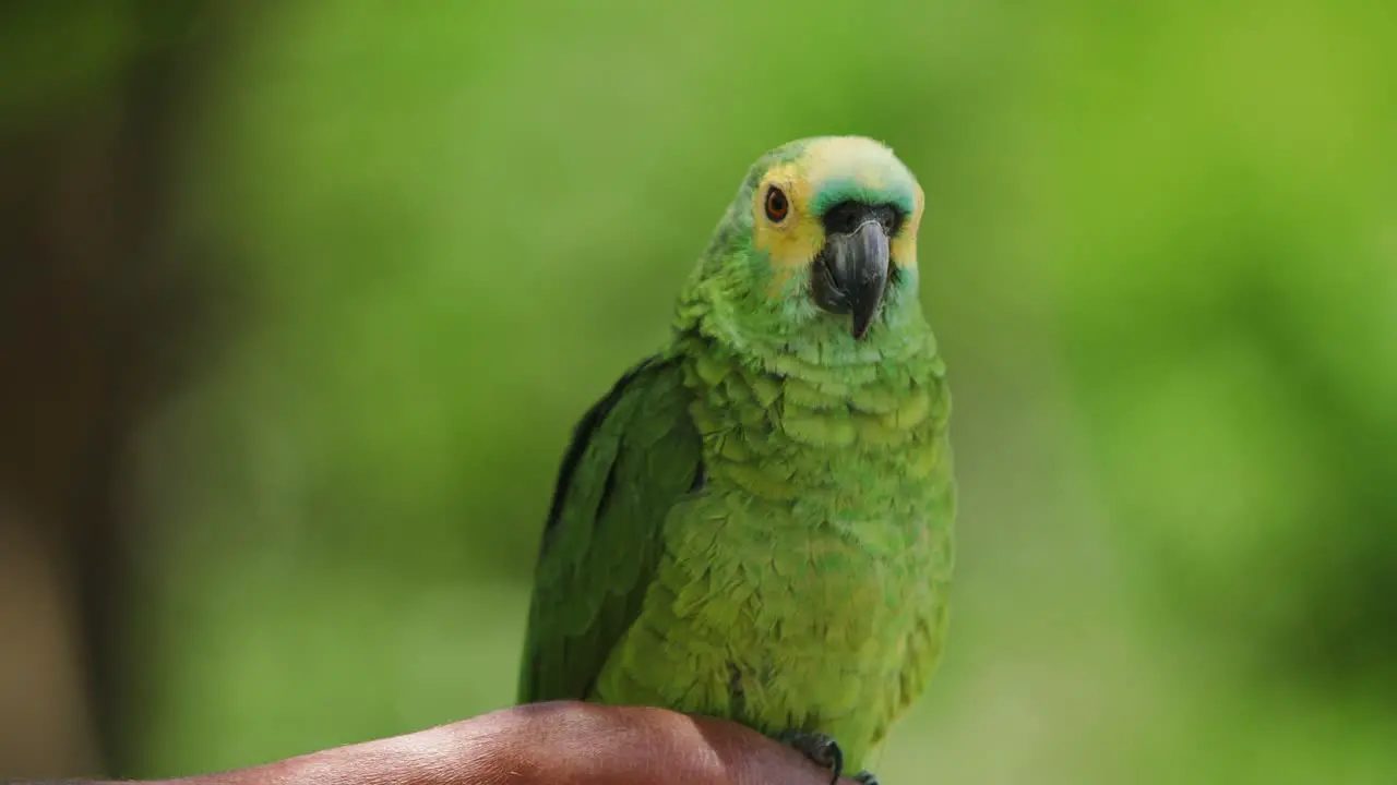 4k footage of a small green yellow parrot perched on a branch