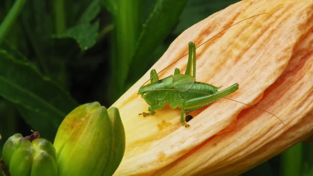 Green Grasshopper On Yellow Flower Petal With Fruits