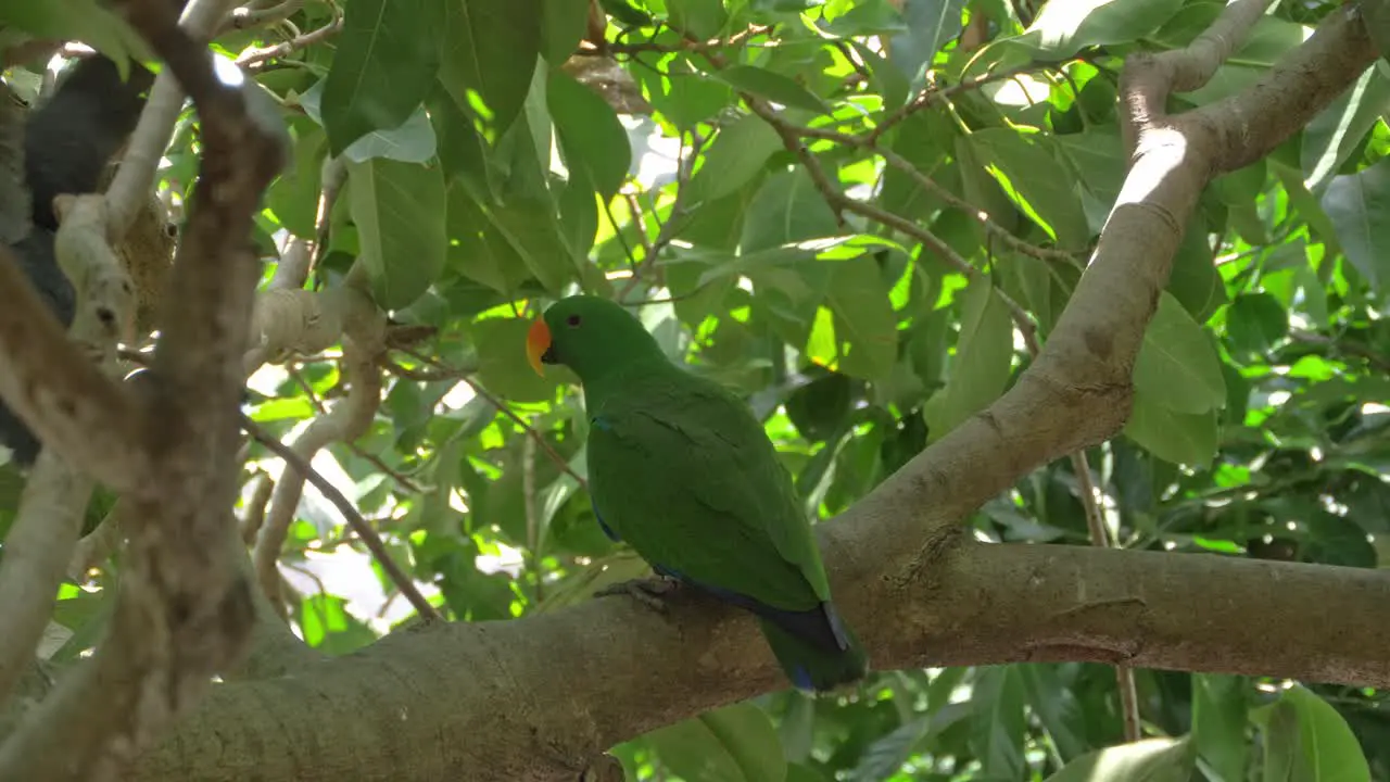 Adult Male Eclectus Parrots Perching On Tree Branch In Queensland