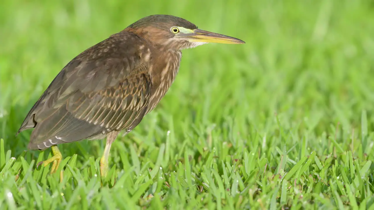 little green heron bird standing in green grass