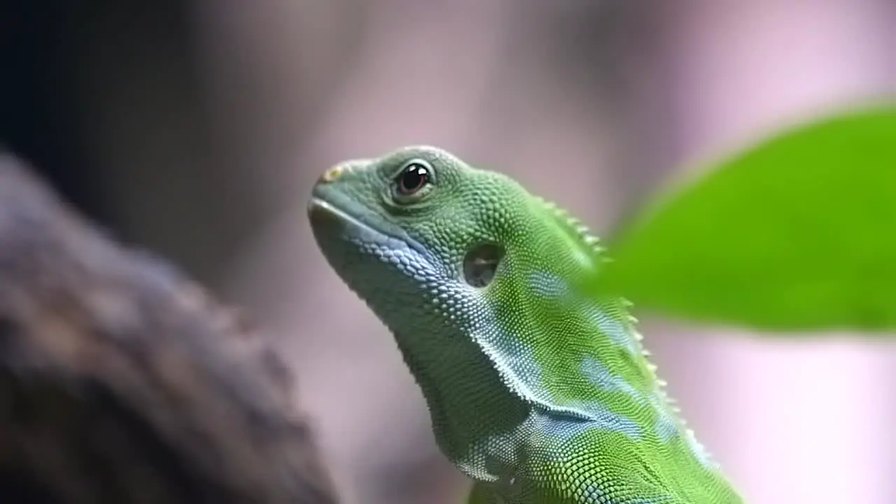 Brachylophus Fasciatus Fuji banded Iguana Sticking Its Tongue Out Close up Side View Shot