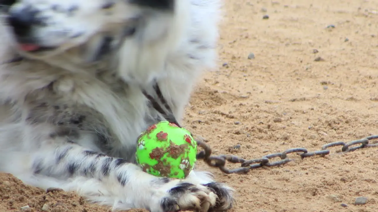 Spotted white dog with black around the eye is happy to play wit his green ball