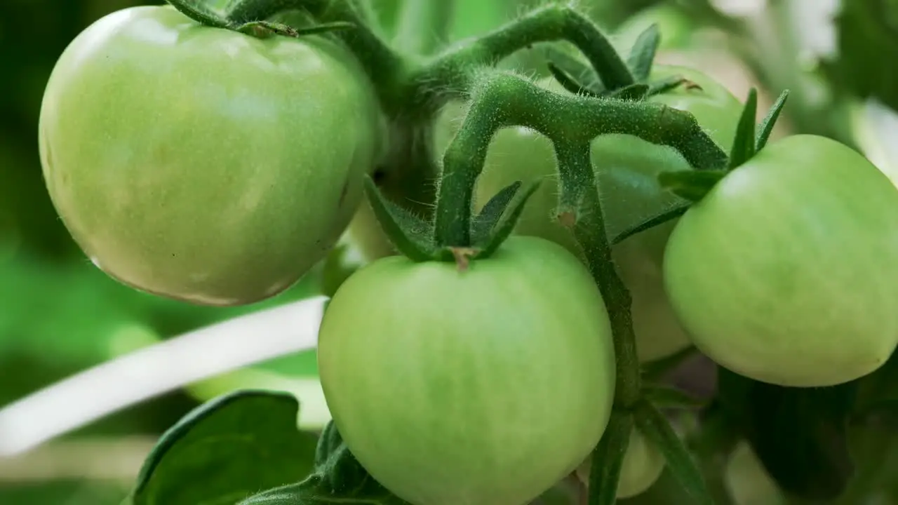 Green Unripe Tomatoes Hanging On Vine In The Garden