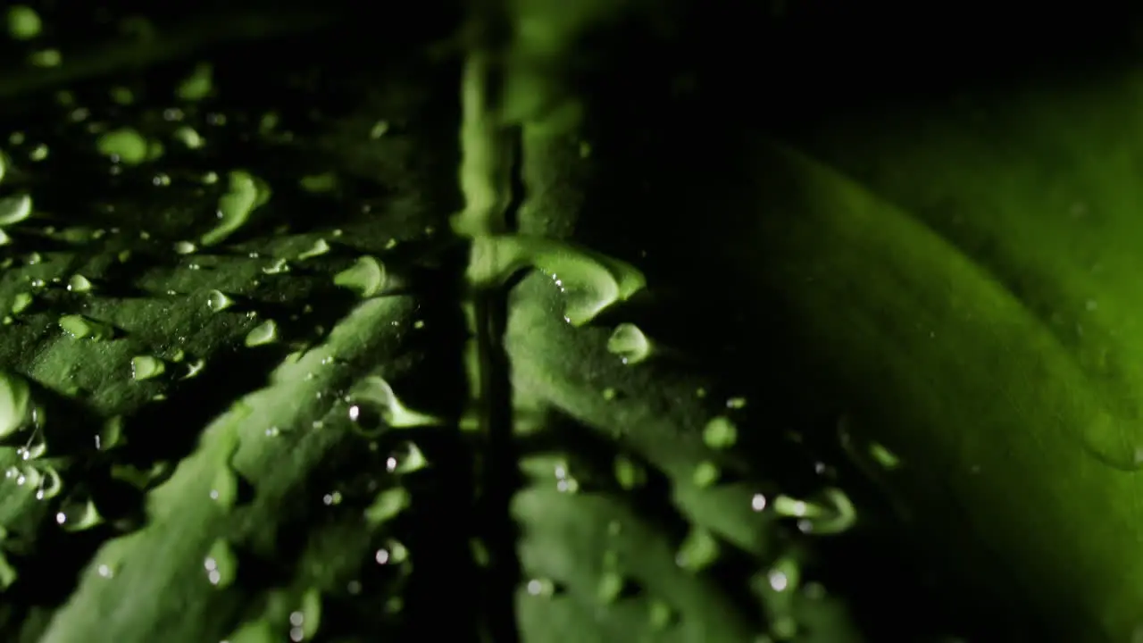 Raindrops fall on green leaf plant