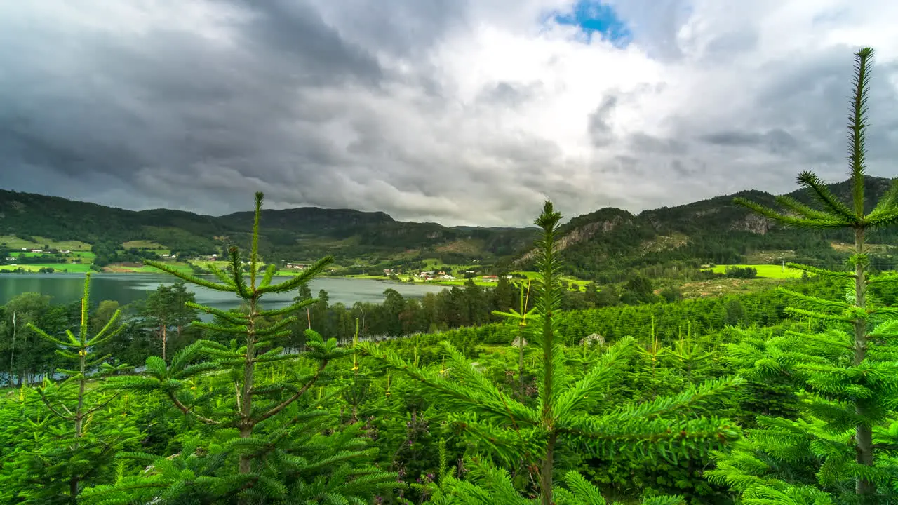 Time lapse on fir tree farm of dramatic clouds gliding over green landscape