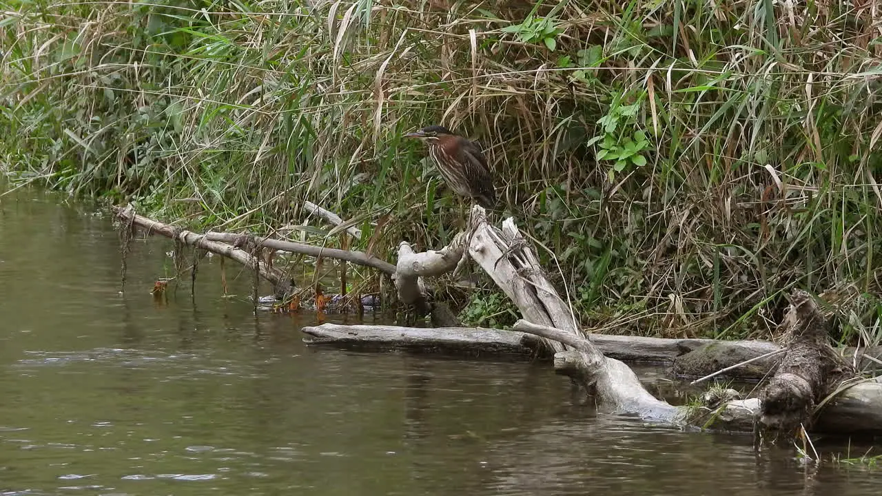 A beautiful green heron hunts along wooded waters for frogs aquatic invertebrates and fish