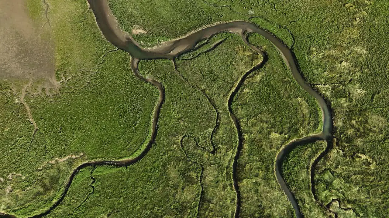 Aerial top down shot of dunes and reed lands with flowing river at sunny day in Netherlands