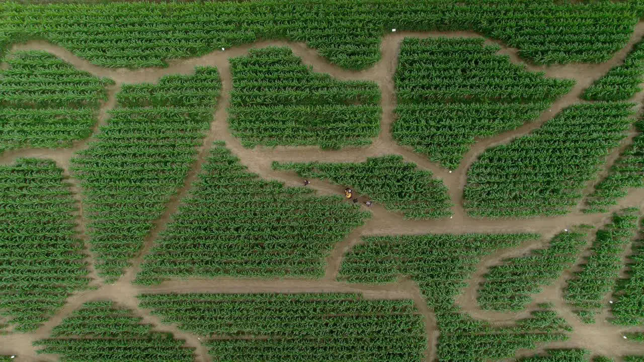 Group of lost people looking for way out of green maze drone view