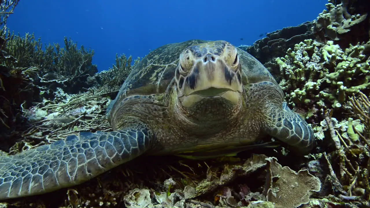 Sea turtle lying on the reef in Komodo