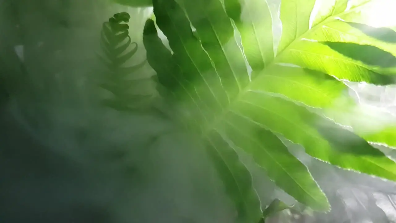 Green fern surrounded in slow motion misty foggy weather great for jungle or forest themed transitions or documentaries