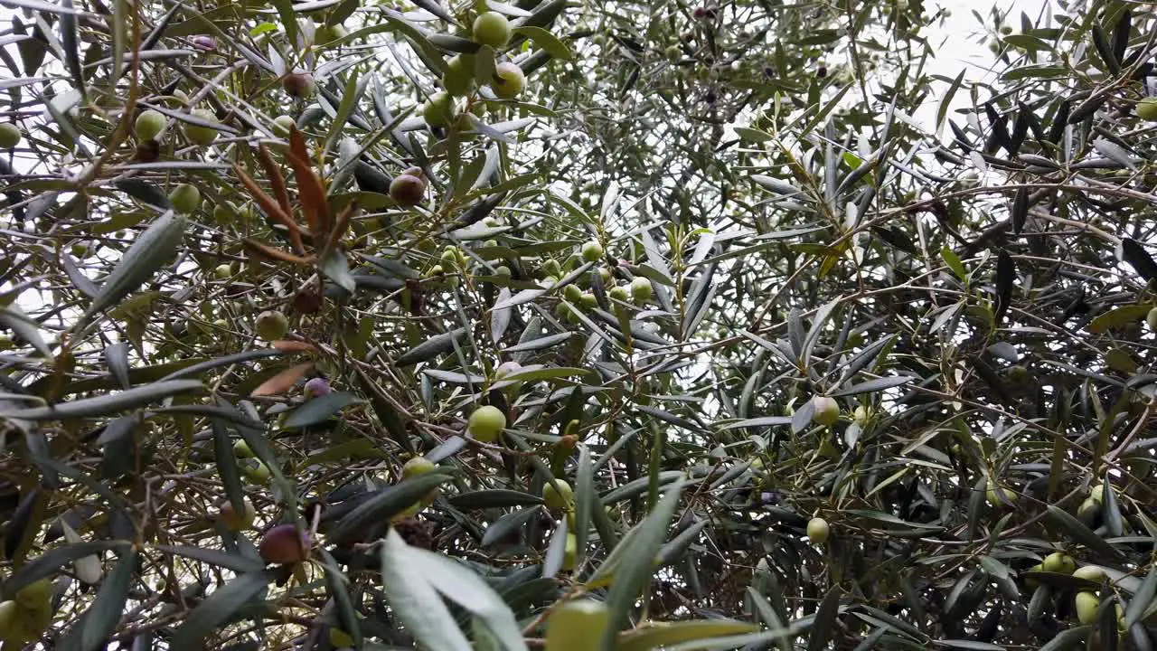 Green Olives in Tree Branches Low Angle Close Up Detail Shot