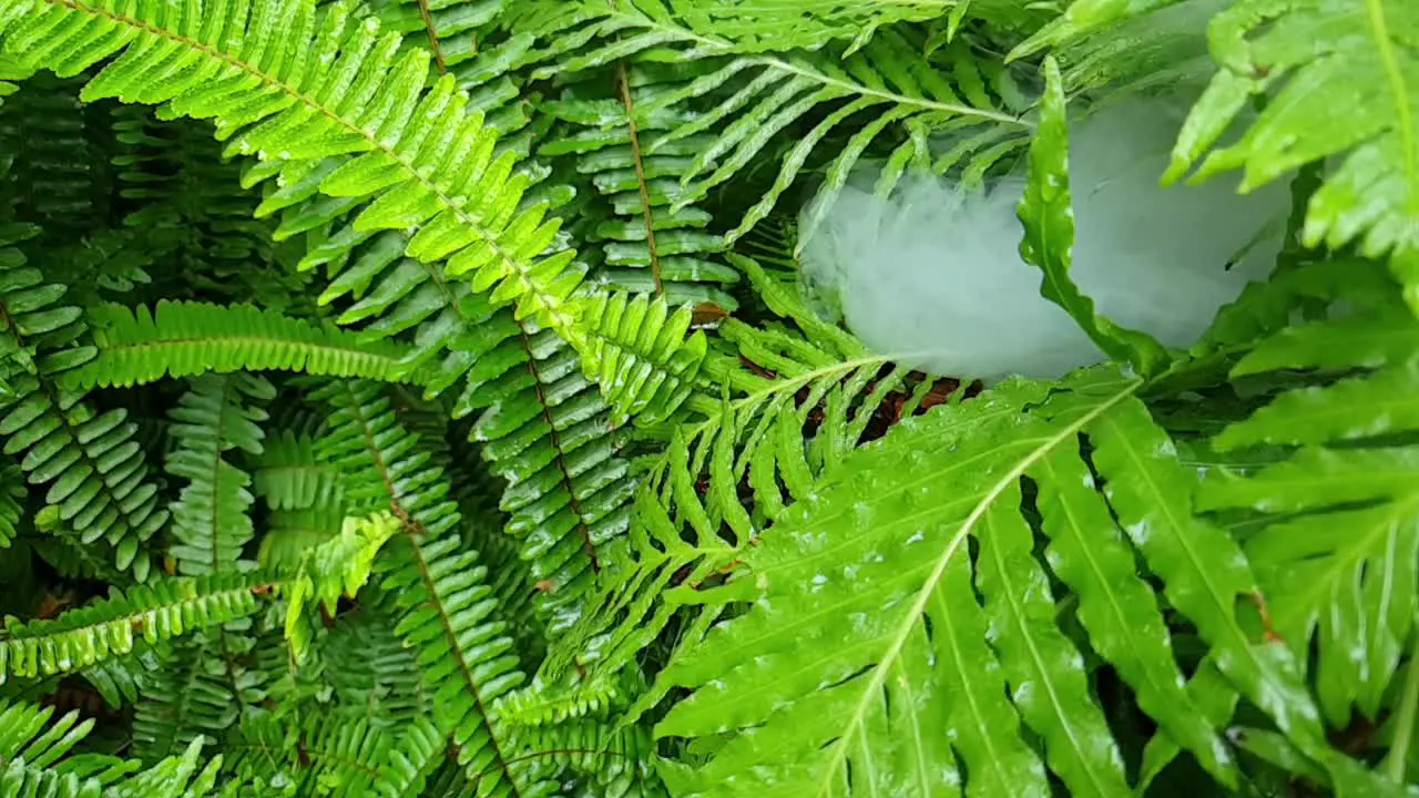 Fog moving slowly through beautiful emerald green tropical wet fern leaves very surreal image perfect for calm meditation scene or for a more dramatic eerie transition