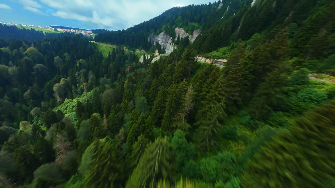 Aerial Drone View Flight over pine tree forest