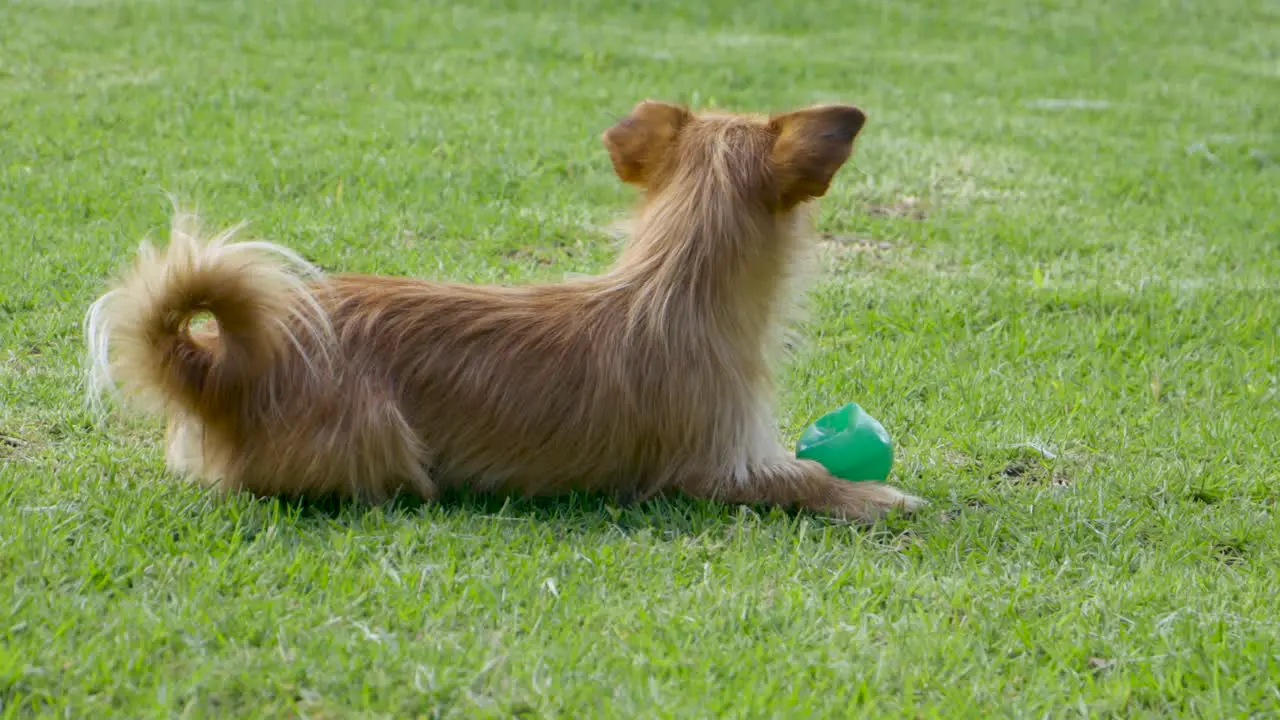 brown dog lying on grass protecting his green ball