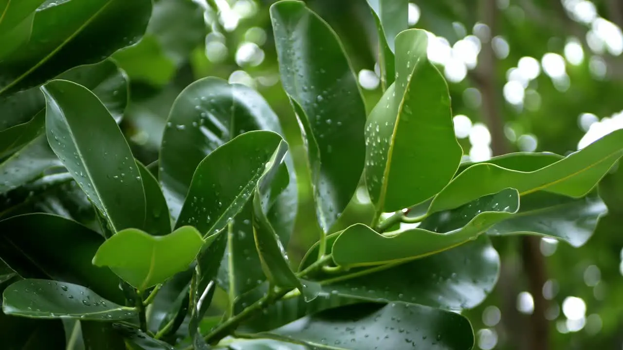 Rain drops on green citrus leaf after the rain