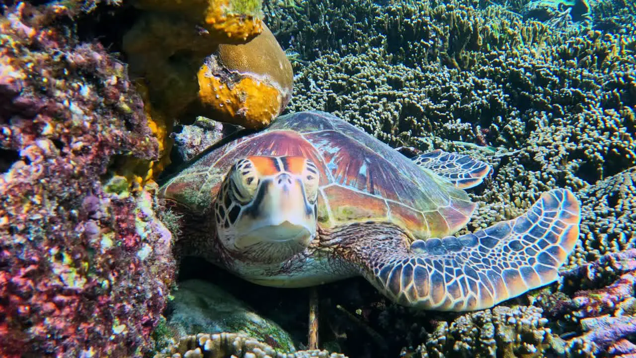 Green Sea Turtle resting on beautiful coral reef Front View