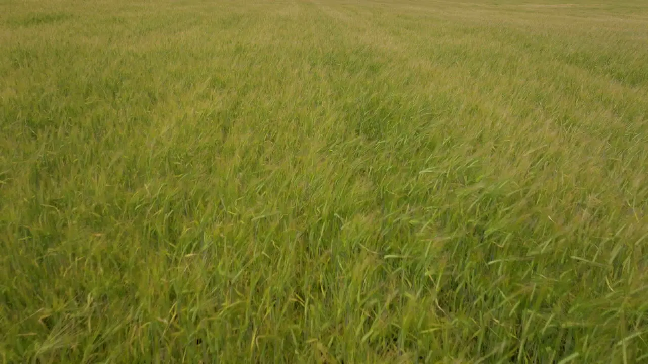 Ripening Wheat Crops Swaying With The Wind In The Field