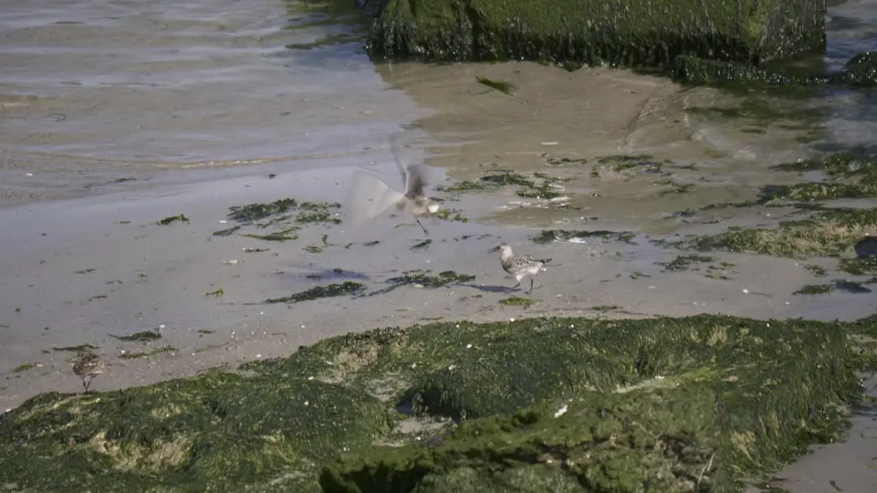 Dunlin birds wading on shore fighting over foraging space in search of food