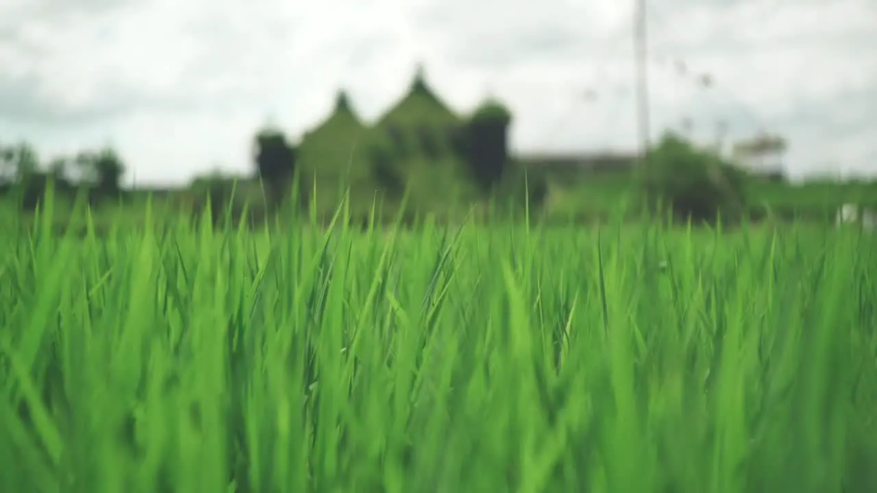 Green Rice Field Swaying In The Wind At La Collina Club Harie J'oublie le temps In Shiga Japan