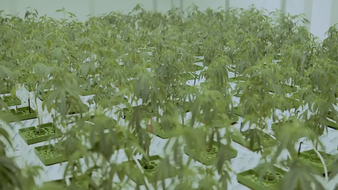 Marijuana Cannabis Plants in a Green House