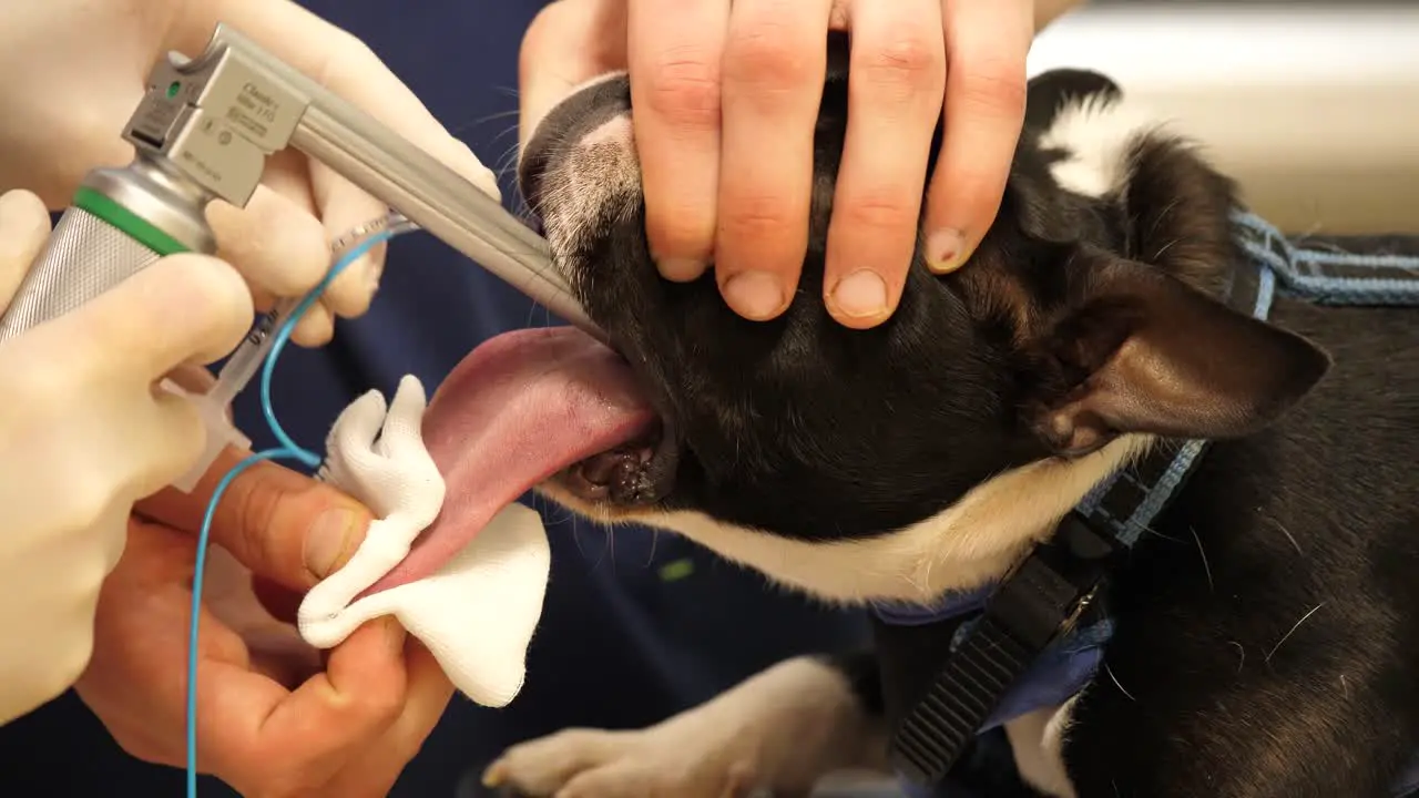 Boston Terrier getting endoscopy before surgery