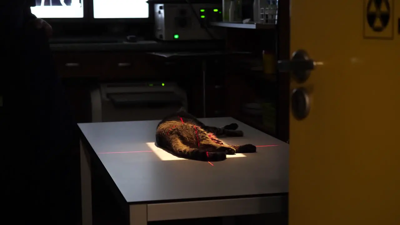 Vet clinic cat RTG inspection using specialistic medical imaging equipment