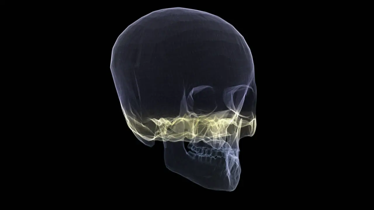 Futuristic holographic X-ray tomography scanning patient's Skull for health evaluation simulation medical examination and assessment in full rotation loop with alpha channel medical concept