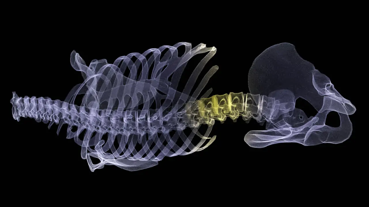 Futuristic holographic X-ray tomography scanning patient's skeleton for health evaluation simulation medical examination and assessment in full rotation loop with alpha channel medical concept