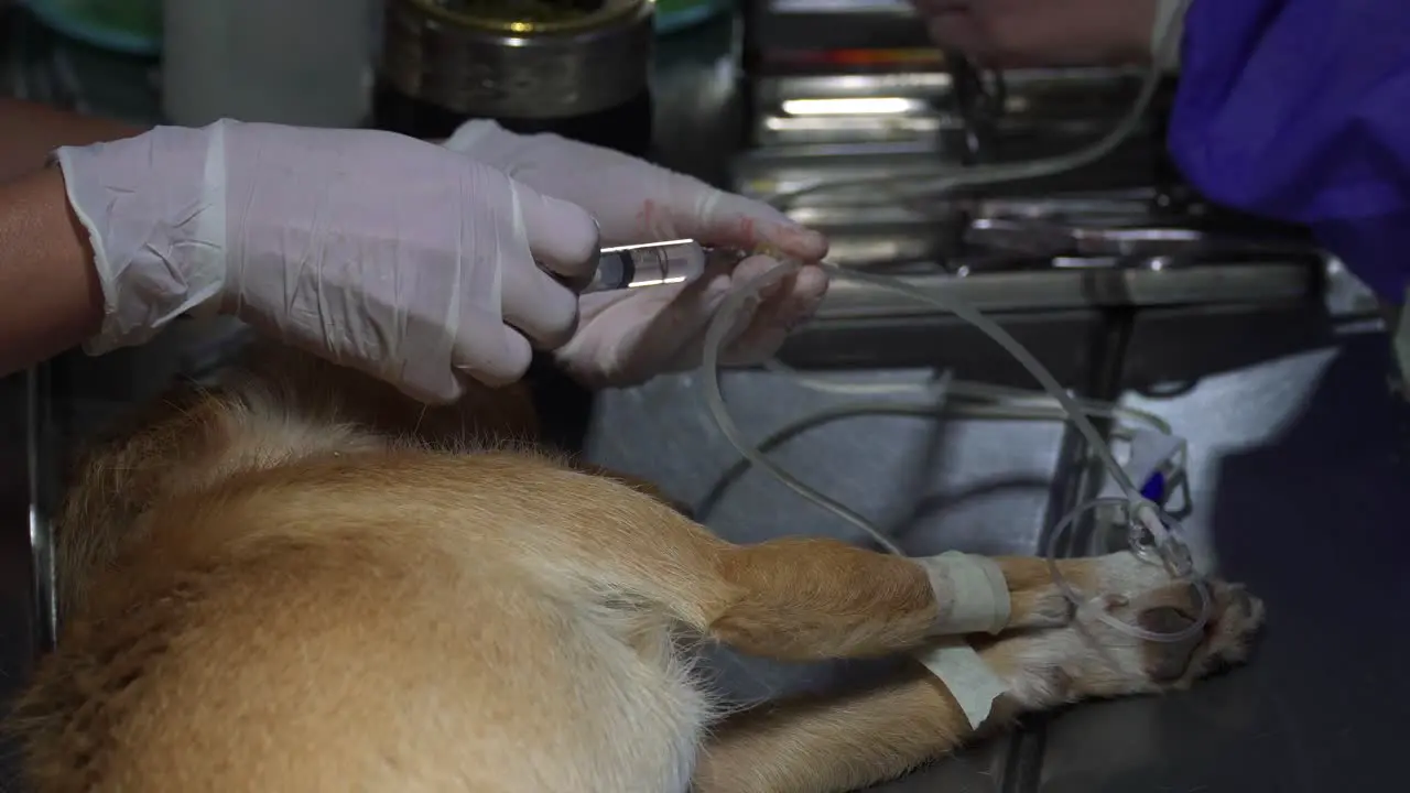 A veterinarian applies an anesthetic to a dog through an intravenous catheter