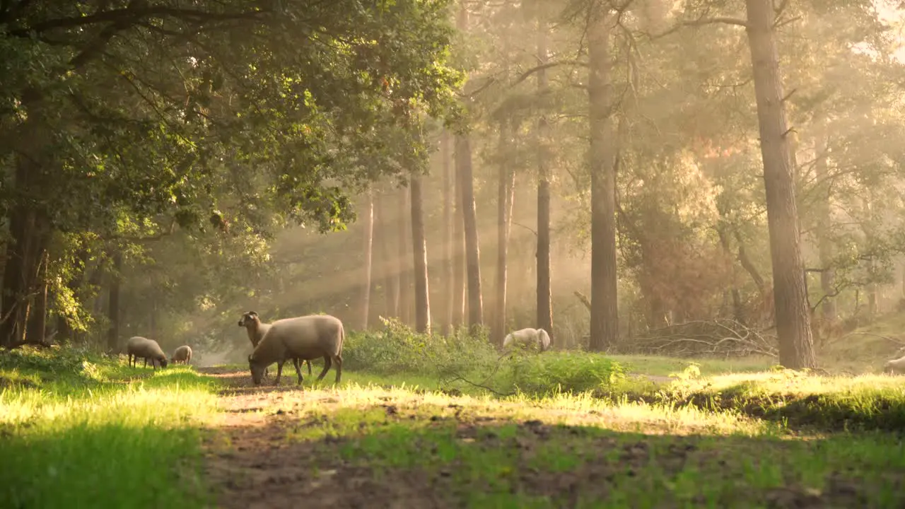 Cinematic sun rays capturing flock of sheep feeding in the forest