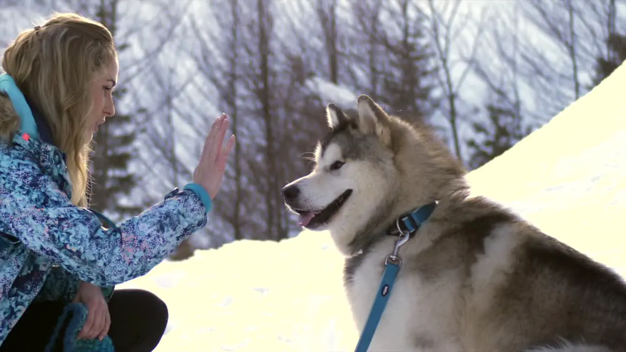 Cute fluffy dog gives high five to attractive young female owner slow motion