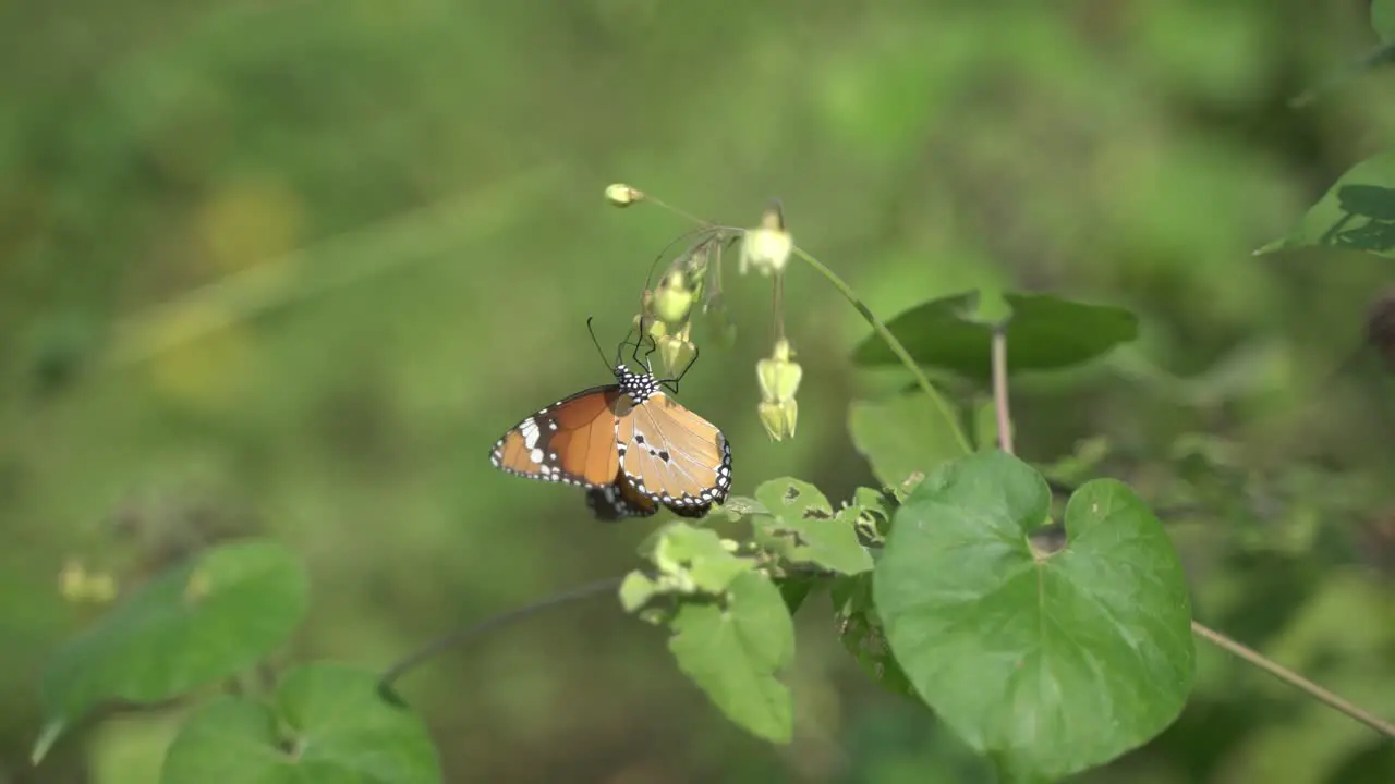 Butterfly collecting honey from flowers