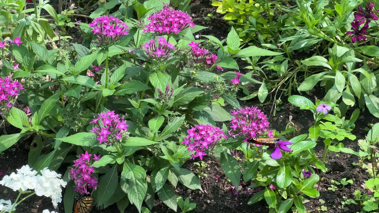 Butterflies on green plant flower blossoms