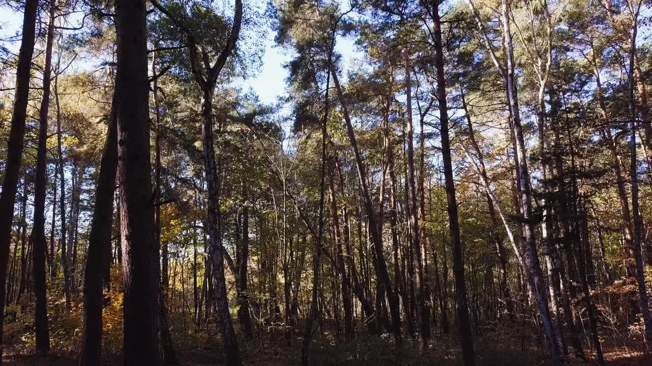 Flying a drone slowly through the forest