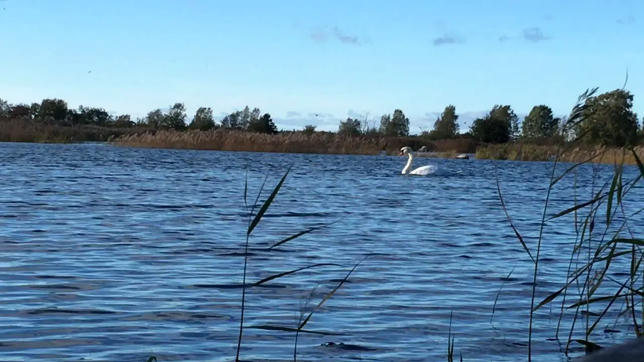 mute swan Cygnus olor in the Unesco world heritage of Kvarken archipelago